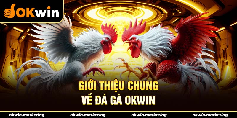 Giới thiệu chung về sảnh đá gà okwin