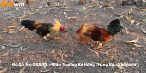 Đá Gà Tre OKWIN – Đấu Trường Kê Hùng Tráng Bậc Nhất 2025