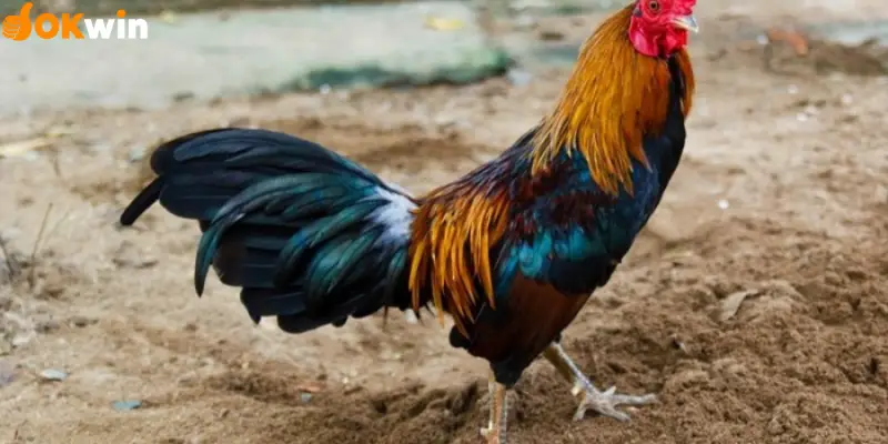 Giới thiệu chung về đá gà tre Okwin